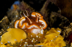 nudibranch with her eggs by Rudy Janssen 